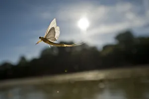 Tisza mayfly (Palingenia longicauda) in flight over the Tisza river, Hungary, June 2009