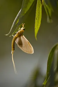 Moulting Prints: Tisza mayfly (Palingenia longicauda) hanging from a leaf during moult, Hungary, June 2009