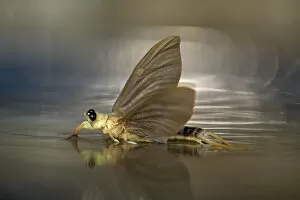 Wings Gallery: Tisza mayfly (Palingenia Longicauda) in the Tisza river, Hungary, June 2009
