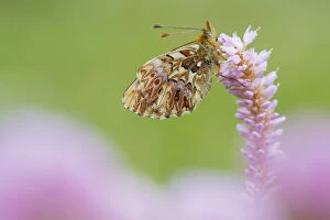Butterflies & Moths Gallery: Titanias fritiallary butterfly (Boloria titania) on flowers, Aosta Valley