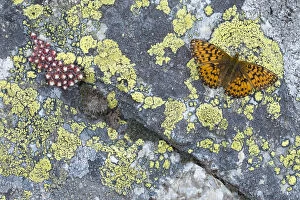 Images Dated 5th July 2016: Titanias fritillary (Boloria titania) basking on rock with Lichens (Rhizocarpon geographicum)