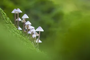 Mycena Prints: Toadstools (Mycena sp. ) growing on decaying wood