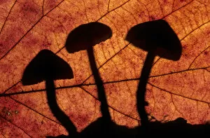 Images Dated 26th April 2008: Toadstools outlined through a leaf, autumn, Lorraine, France