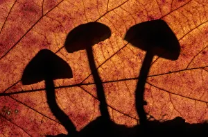 Silhouettes Prints: Toadstools outlined through a leaf, autumn, Lorraine, France