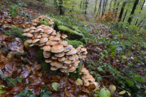 Agaricaceae Prints: Toadstoosl on tree stump in forest, Vosges, France, November 2013