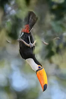 Nick Garbutt Gallery: Toco toucan (Ramphastos toco) acrobatically perched, feeding in forest canopy. Northern Pantanal