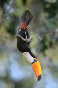 Ramphastidae Prints: Toco toucan (Ramphastos toco) acrobatically perched