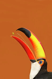 Orange Collection: Toco Toucan (Ramphastos toco) beak open with tongue visible while feeding on mango, Brazil