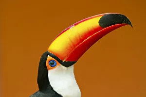 Size Gallery: Toco Toucan (Ramphastos toco) head and beak profile portrait, Brazil