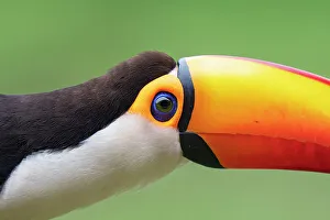 Toco toucan (Ramphastos toco) head portrait, Pantanal wetlands, Mato Grosso do Sul, Brazil