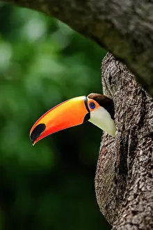 Ramphastidae Prints: Toco toucan (Ramphastos toco) peering out of nest hole