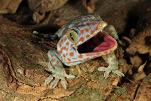 Tokay gecko (Gekko gecko) enacting a defensive display towards a perceived threat