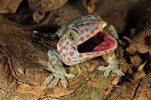 Gecko Prints: Tokay gecko (Gekko gecko) enacting a defensive display towards a perceived threat