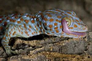 The Tokay gecko (Gekko gecko) licking its eye, captive, from Asia