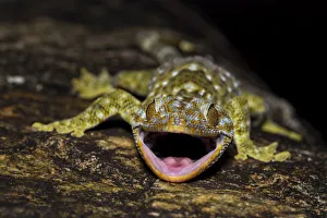 Gecko Prints: Tokay gecko (Gekko gecko) Pat Sin Leng Country Park, New Territory, Hong Kong, China