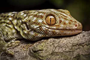 2018 December Highlights Collection: Tokay gecko (Gekko gecko) Shek Pik, Lantau Island, Hong Kong, China