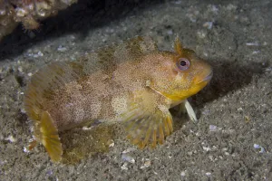 Tompot Blenny (Parablennius / Blennius gattorugine). Channel Islands, UK, August