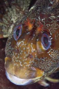 Tompot Blenny (Parablennius / Blennius gattorugine). Channel Islands, UK, August