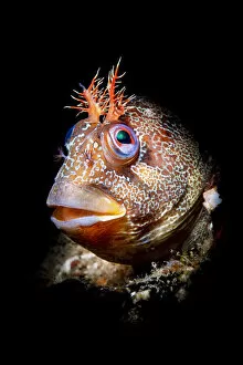 Images Dated 15th December 2020: Tompot blenny (Parablennius gattorugine) illuminated by a snooted flash
