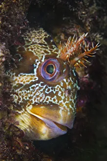 Tompot blenny (Parablennius gattorugine) beneath Swanage Pier, Dorset, UK. Photographed during May