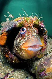 Tompot blenny (Parablennius gattorugine) in bright summer mating colours, peering