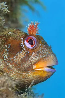 Parablennius Prints: Tompot blenny (Parablennius gattorugine) male peers out of its den, in leg of Swanage Pier