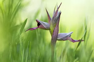 Images Dated 1st May 2008: Tongue orchid (Serapias lingua) in flower, Monte Sacro, Gargano NP, Gargano Peninsula