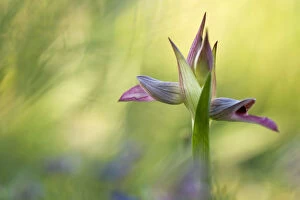 Tongue orchid (Serapias lingua) in flower, Gargano NP, Gargano Peninsula, Apulia