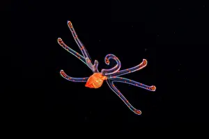 Black Background Prints: Tonnoid snail (Tonnoidea) veliger larva stage