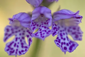 Orchids Prints: Three toothed orchid (Neotinea / Neotinea tridentata) flower, Gargano National Park