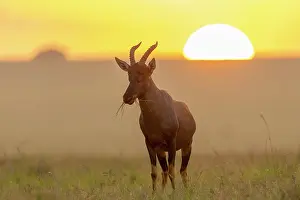 Grazing Prints: Topi (Damaliscus korrigum) grazing in the savanna at sunrise
