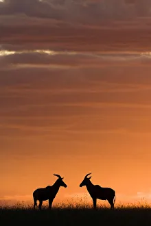 Anticipation Gallery: Topi (Damaliscus korrigum) at sunset, Masai-Mara Game Reserve, Kenya