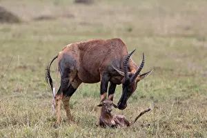 Maternal Behaviour Prints: Topi (Damaliscus lunatus) female with newborn calf, Masai Mara, Kenya