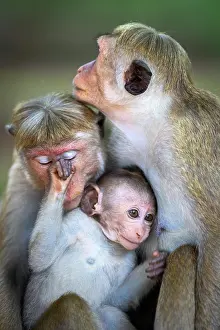 Sri Lanka Prints: Toque macaque (Macaca sinica) family, portrait, Sri Lanka