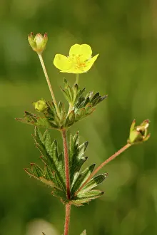 Heathland Prints: Tormentil (Potentilla erecta) flowering on coastal heathland
