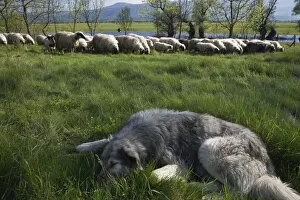 Images Dated 9th May 2009: Tornjak mountain sheep dog resting near herd of sheep in a partially flooded area