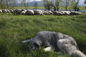 Bovids Prints: Tornjak mountain sheep dog resting near herd of sheep in a partially flooded area