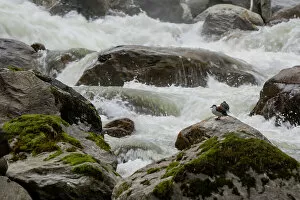 Images Dated 10th November 2022: Two Torrent ducks (Merganetta armata) resting on a rock in fast flowing mountain river, Guango