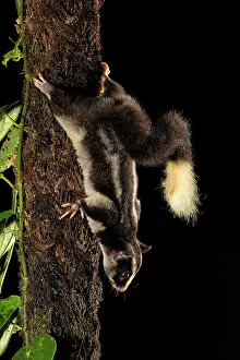Moving Down Prints: Torresian striped possum (Dactylopsila trivirgata) climbing down tree trunk at night