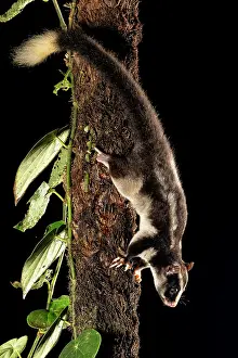 Moving Down Prints: Torresian striped possum (Dactylopsila trivirgata) climbing down tree trunk at night