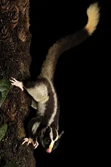 Moving Down Prints: Torresian striped possum (Dactylopsila trivirgata) resting on tree trunk