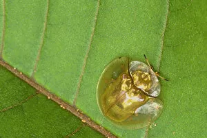 Images Dated 28th July 2007: Tortoise beetle (Chrysomelidae) West Kalimantan, Borneo, Indonesia