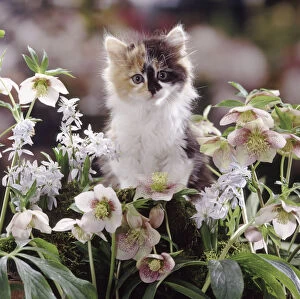 Tortoiseshell-and-white Persian-cross kitten among Scillas and Lenten Roses