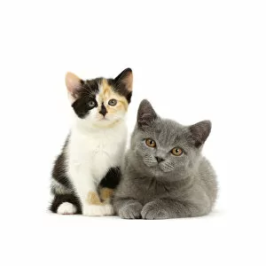 Juveniles Gallery: Tortoiseshell kitten and Blue British Shorthair kitten