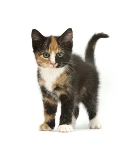 Animal Marking Gallery: Tortoiseshell kitten, standing, against white background