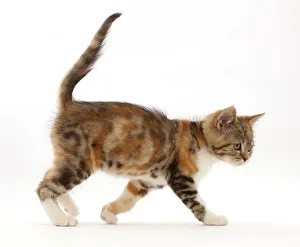 2019 January Highlights Gallery: Tortoiseshell-tabby kitten, age 10 weeks, walking across