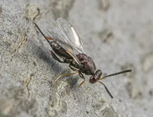 Wasp Prints: Torymid wasp (Torymus sp.) portrait, Montgomery County, Pennsylvania, USA. June