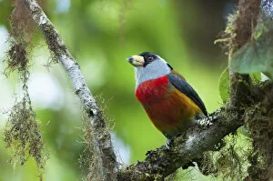 Andes Gallery: Toucan barbet (Semnornis ramphastinus) Bellavista cloud forest private reserve