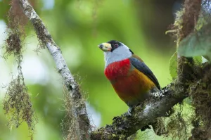 Tropics Prints: Toucan barbet (Semnornis ramphastinus) Bellavista cloud forest private reserve