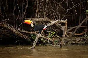 Pantanal Prints: Toucan toco (Ramphastos toco) perched on branch